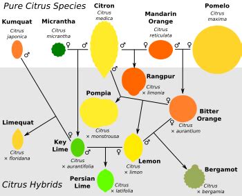 citrus traduction|citrus taxonomy.